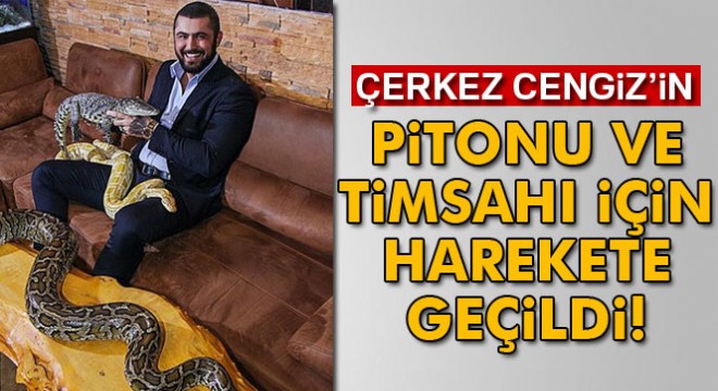 Piton ve timsah için arama talebi
