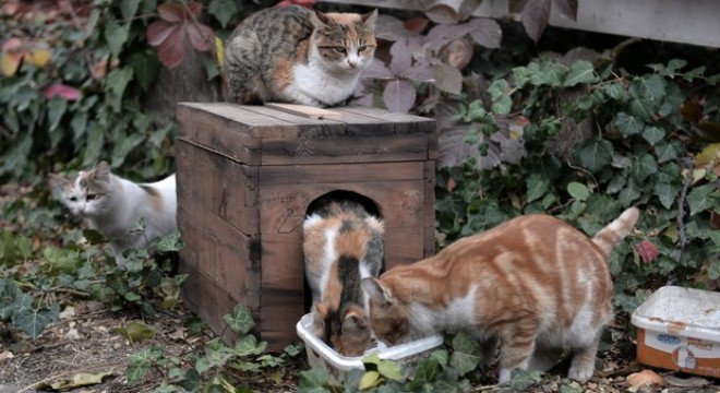 Seçim sandıkları kedi yuvası oldu